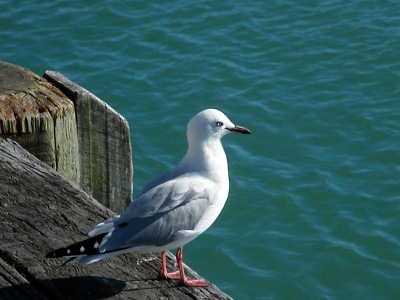 This seagull stayed in that spot for ages and let me get rally close - then it took off