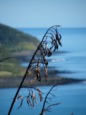 Manu Bay and Whale Bay with Flax flowers